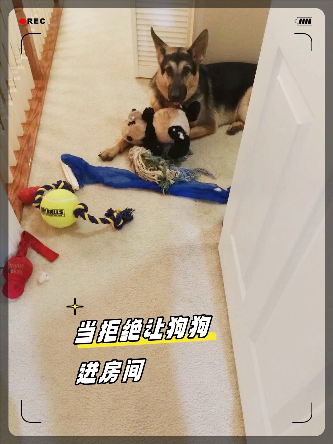 它会叼来一堆玩具堆在门口眼巴巴地看着我