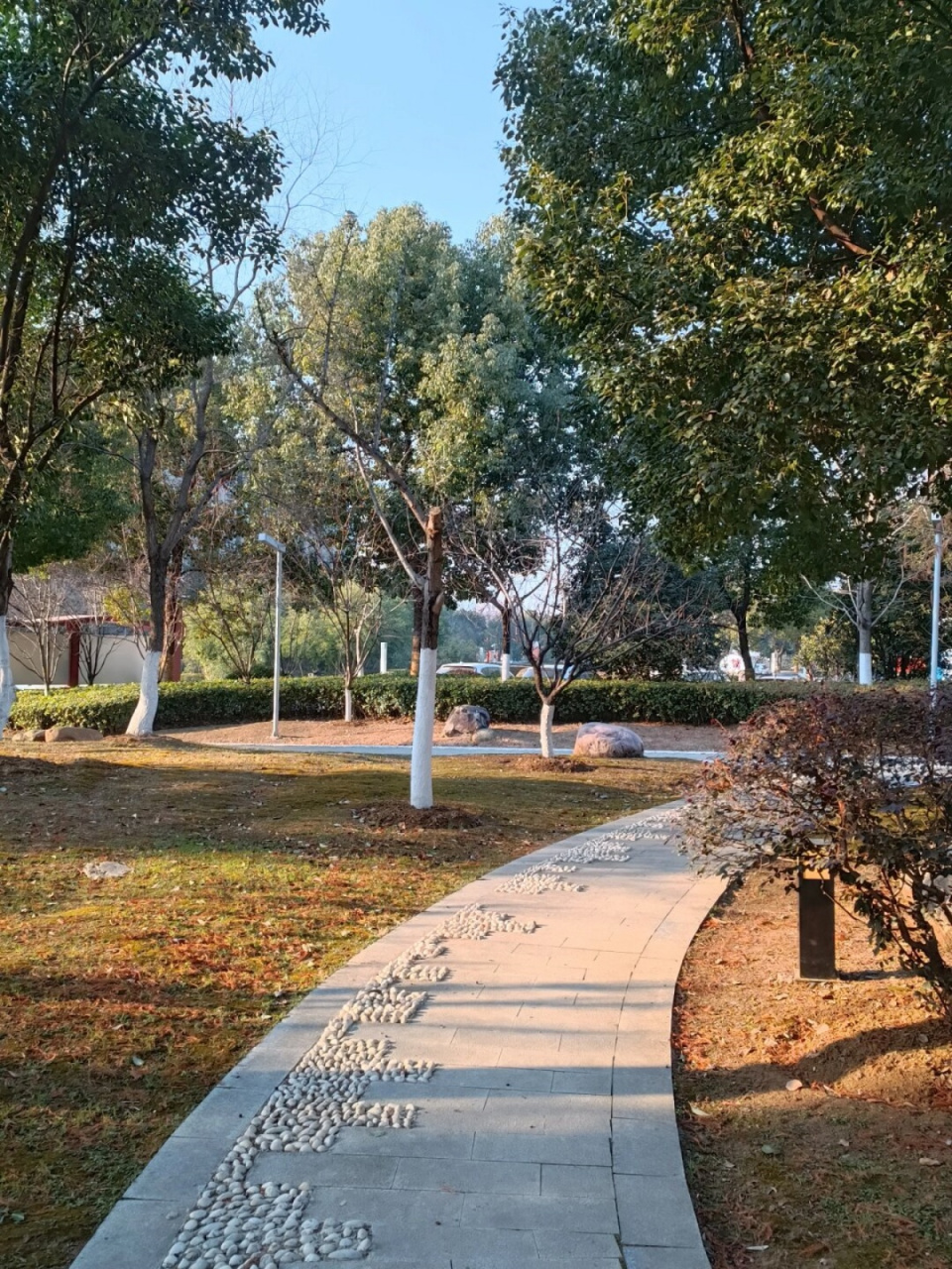 合肥冬天也会有更好的风景啊 今天,我来到四季花海,感受到太阳的温暖