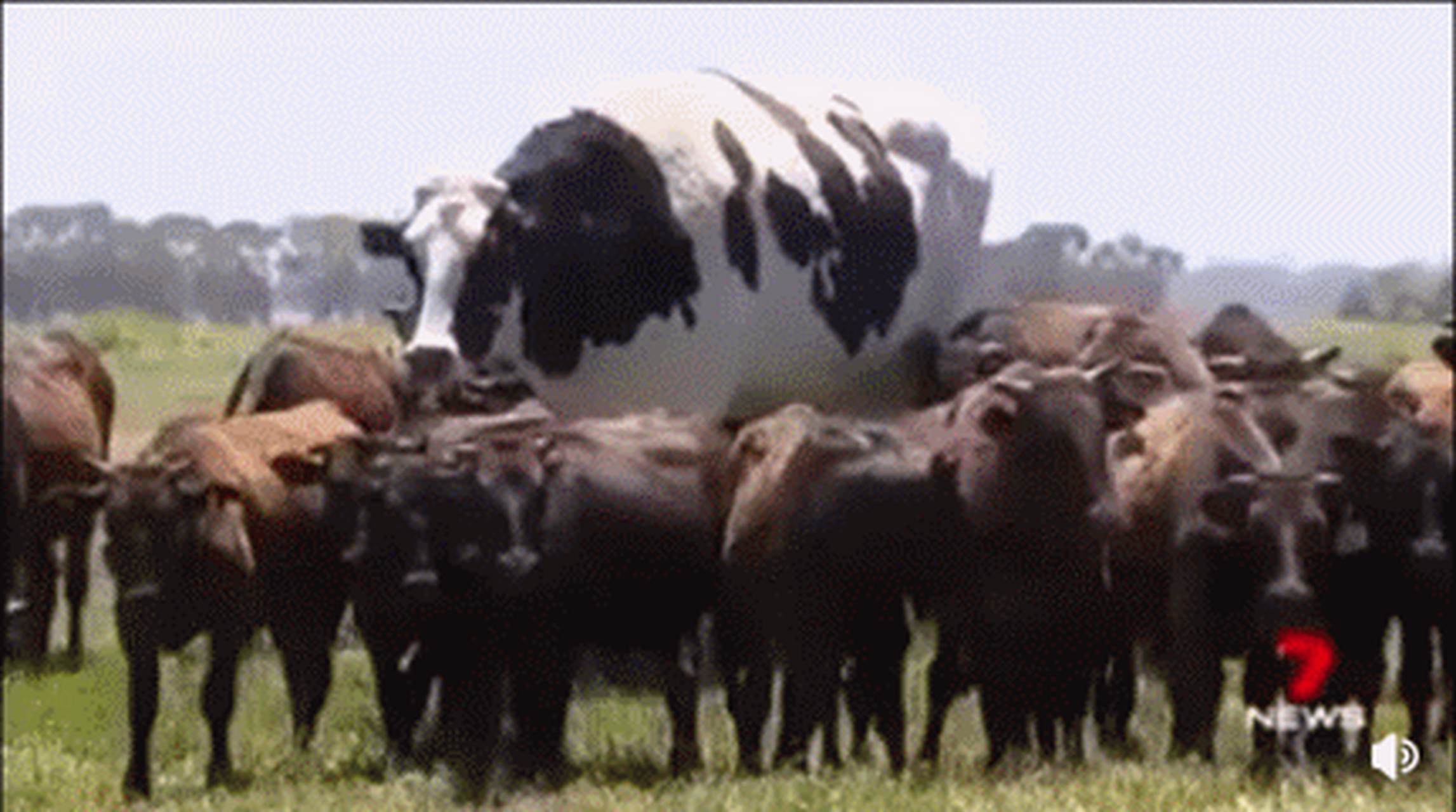 澳大利亚西部农场一头名叫knickers的巨型奶牛,肩高1.95米,重达1.4吨