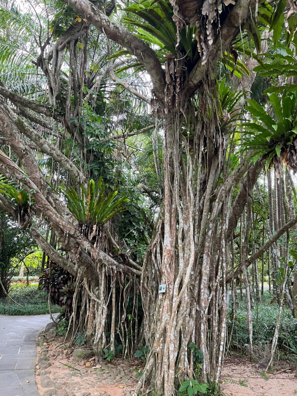 兴隆热带植物园万宁图片