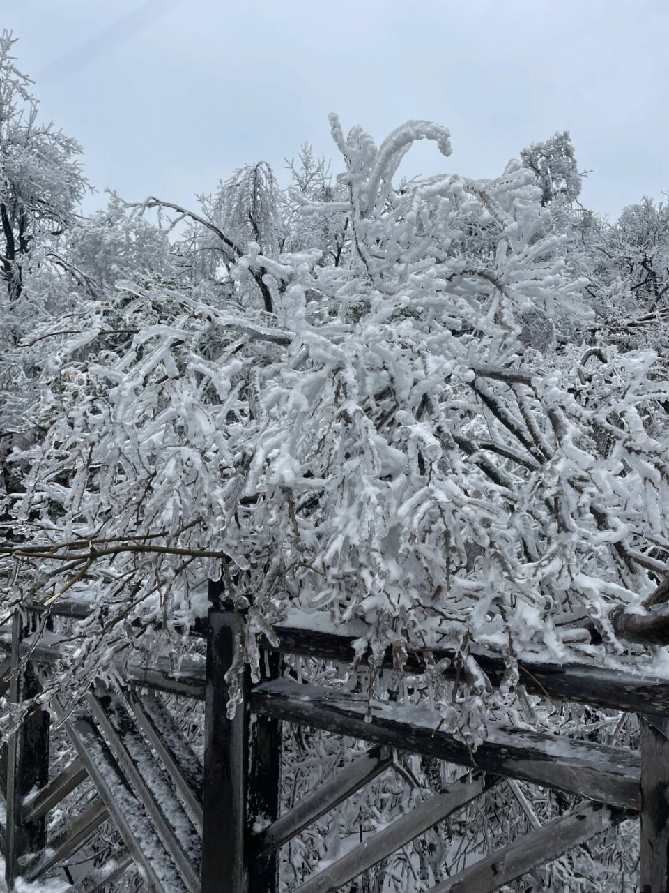 观赏雪景图片