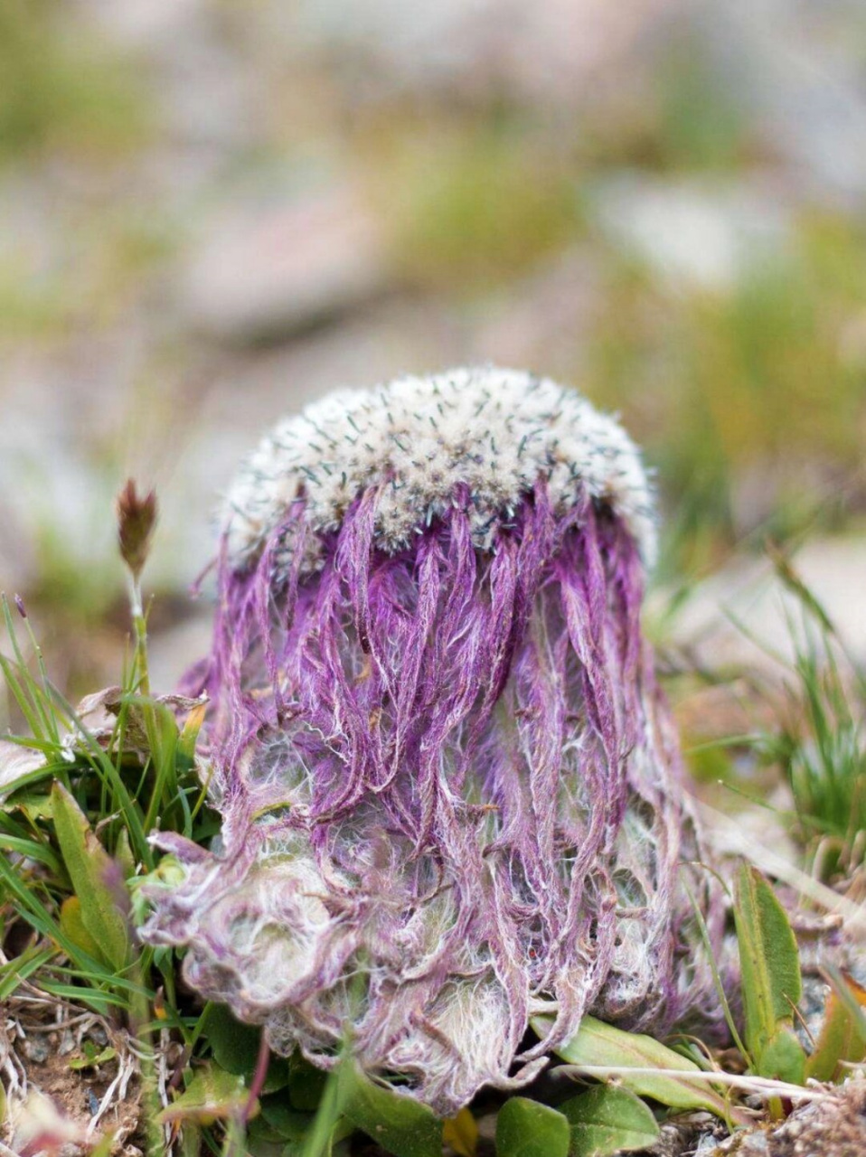 每天带你认识一种花|水母雪兔子  嗨,大家好!我是你们的花卉小导游,每