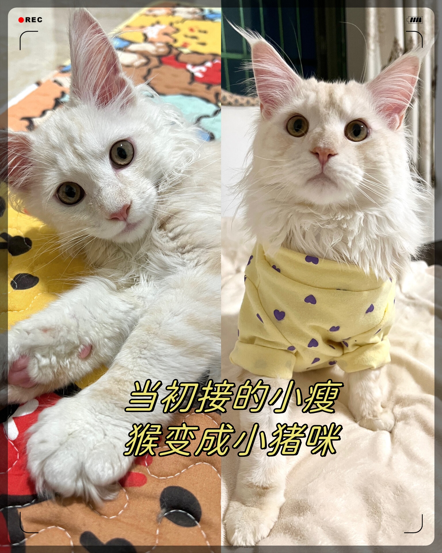 当初接的小瘦猴变成小猪咪
