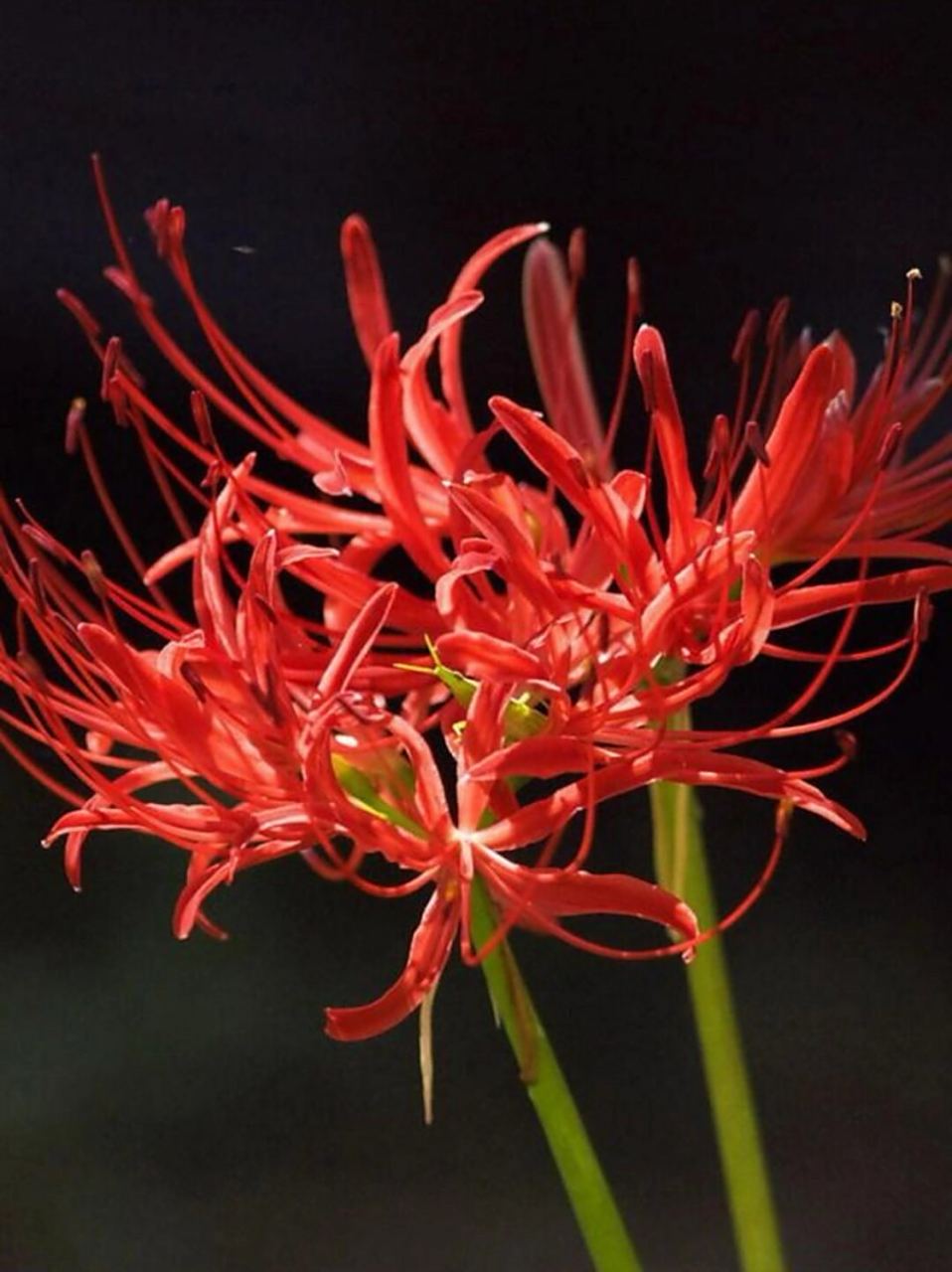 每天带你认识一种植物-石蒜  石蒜是一种美丽的植物,属于石蒜科,是一