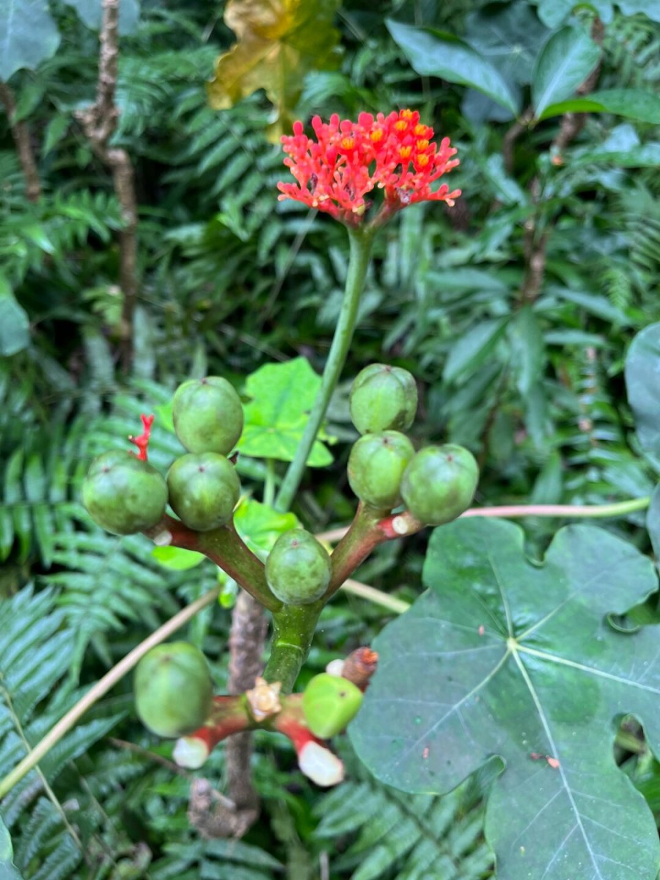 兴隆热带植物园万宁图片