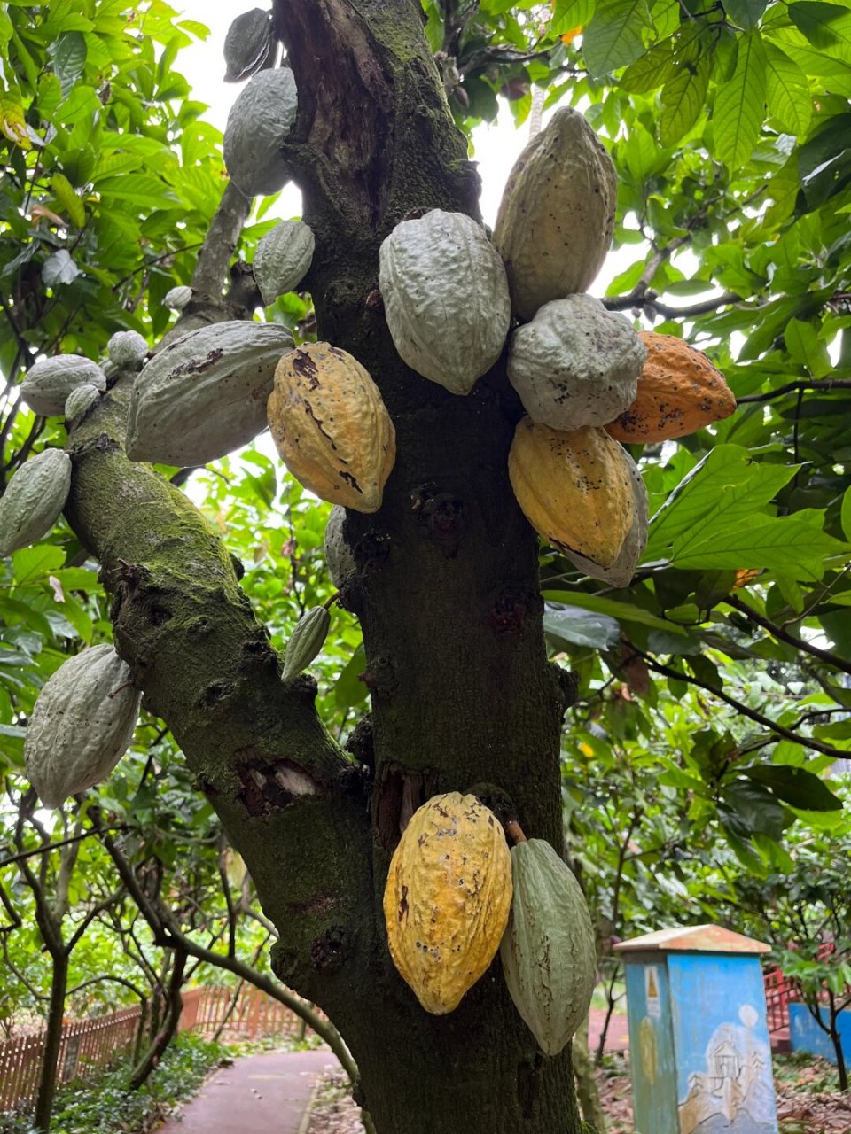 兴隆热带植物园万宁图片