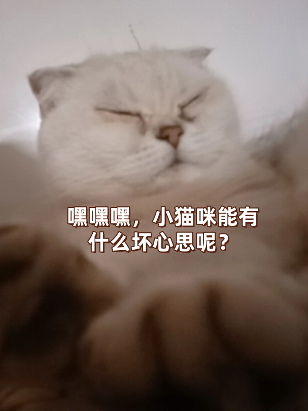嘿嘿嘿,小猫咪能有什么坏心思呢?