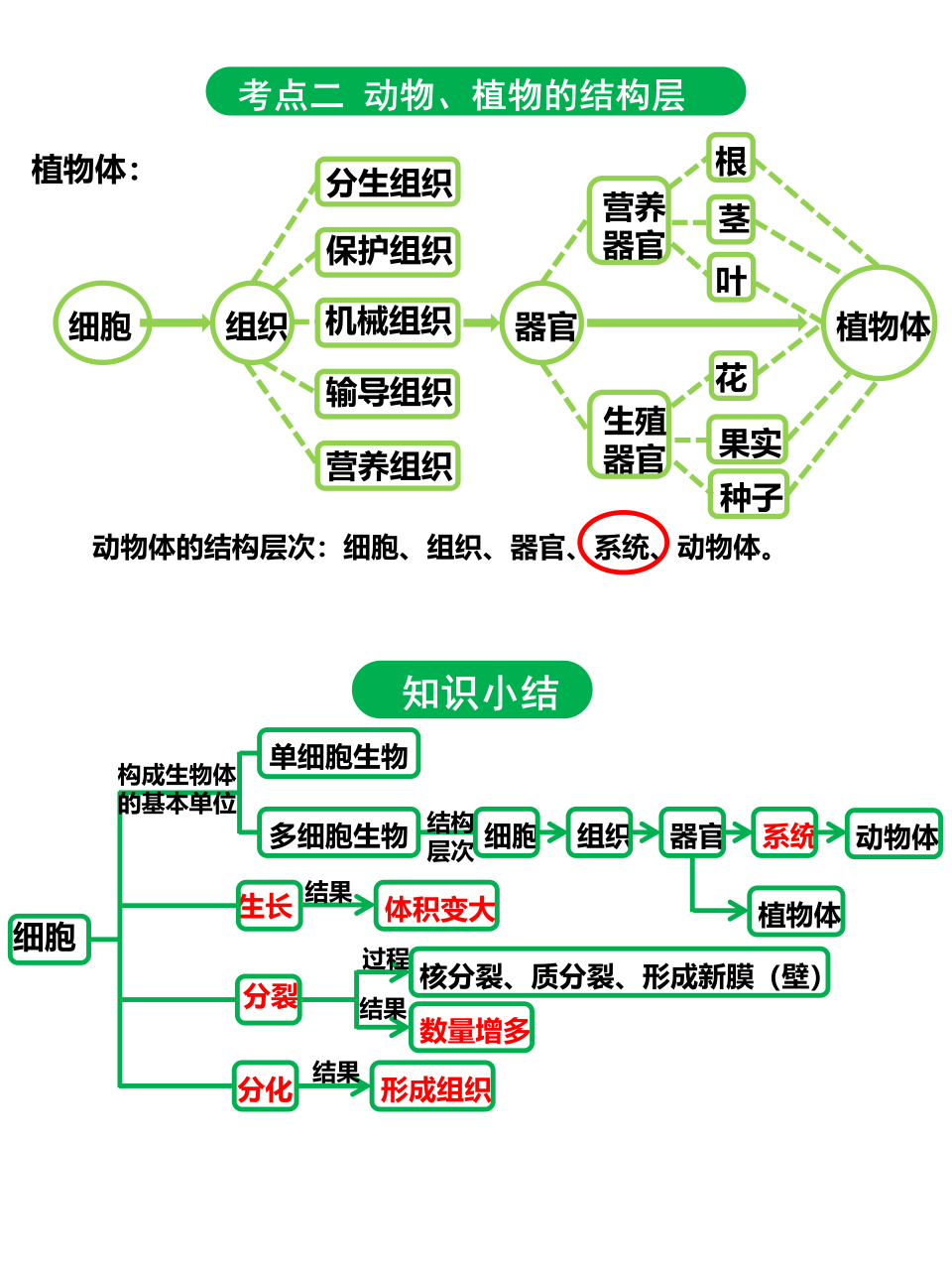 细胞体结构图片