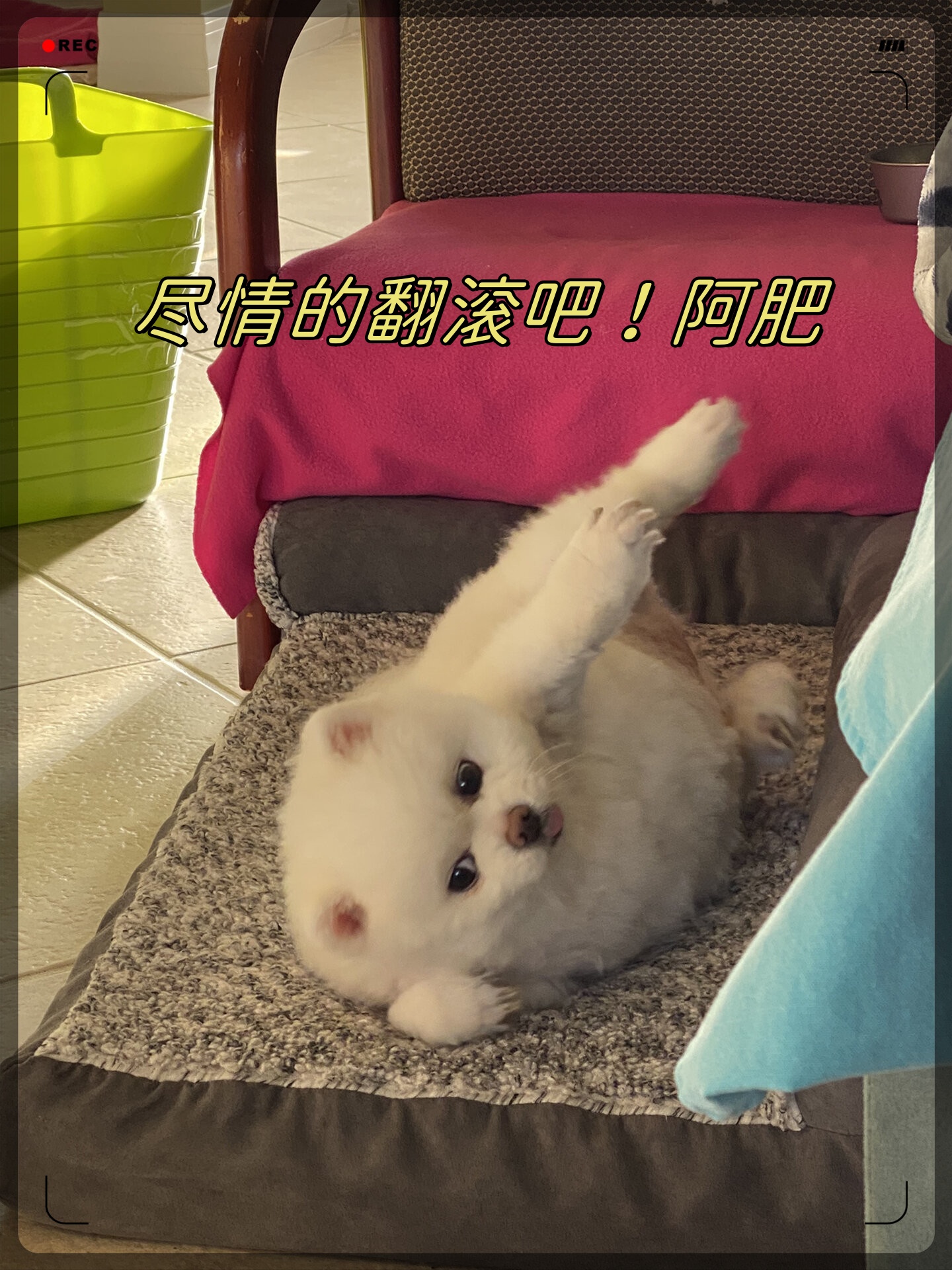 尽情的翻滚吧!