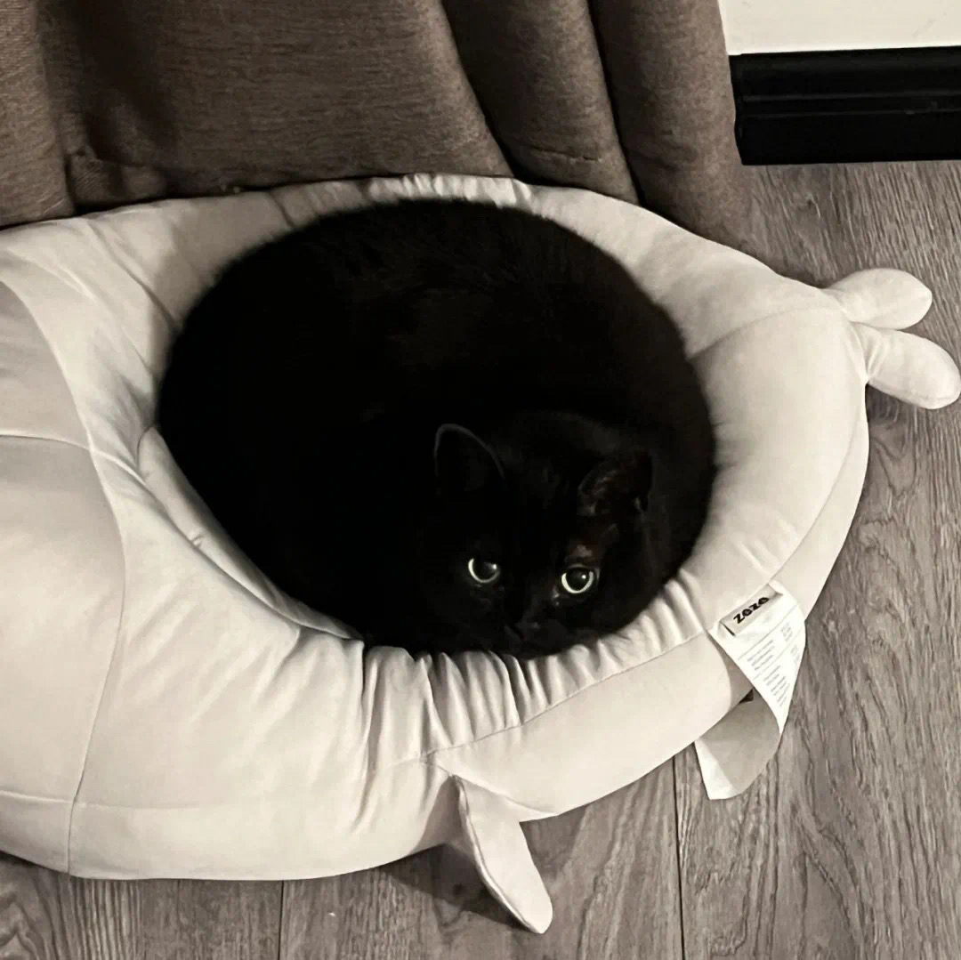 小黑猫头像 小黑猫,又称玄猫,是一种神秘而迷人的动物