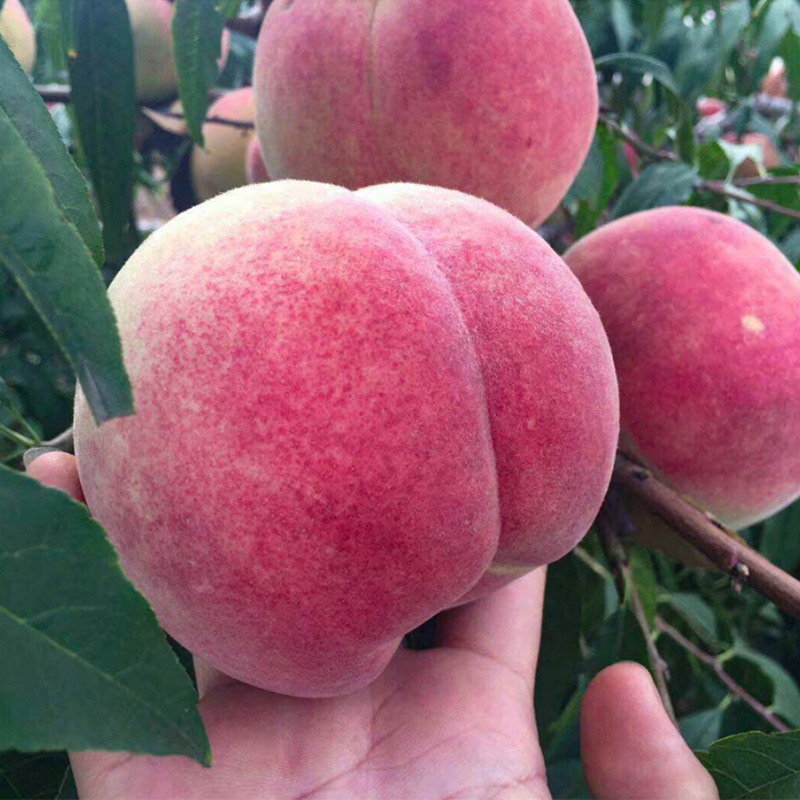 中华2号冬桃,极晚熟冬桃,含糖量可以达到20以上