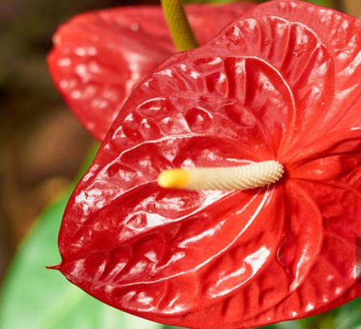 花烛(红鹅掌):优雅的切花材料与家居装饰新宠