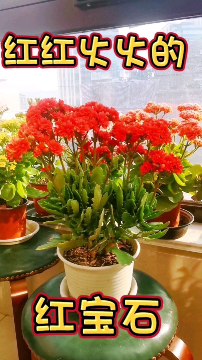 真真正的中国红,伴随红运来,长寿花非洲红宝石欣赏