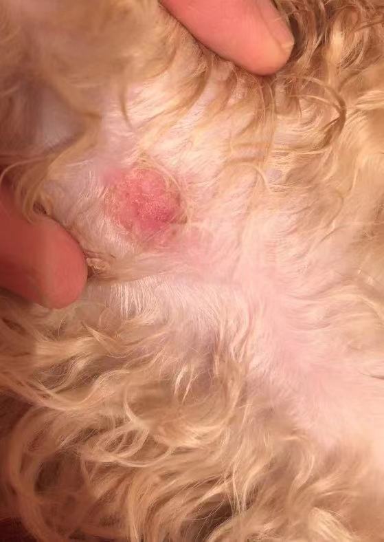 狗狗身上的红色疙瘩是怎么回事