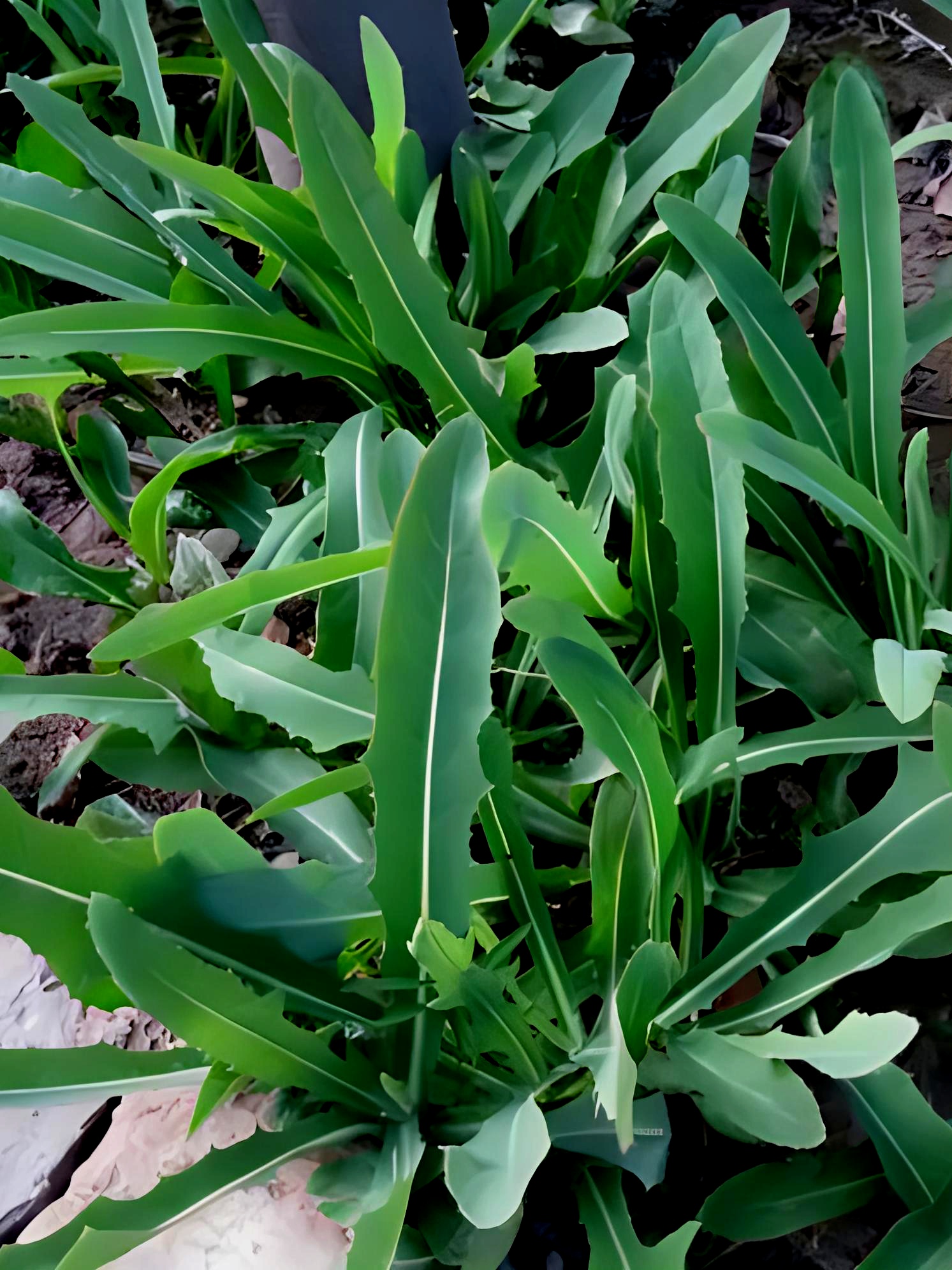 岸边野草野花《苦荬菜》