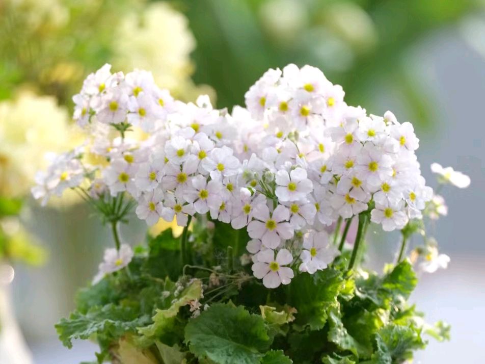 樱草花:春天的使者,大自然的魔