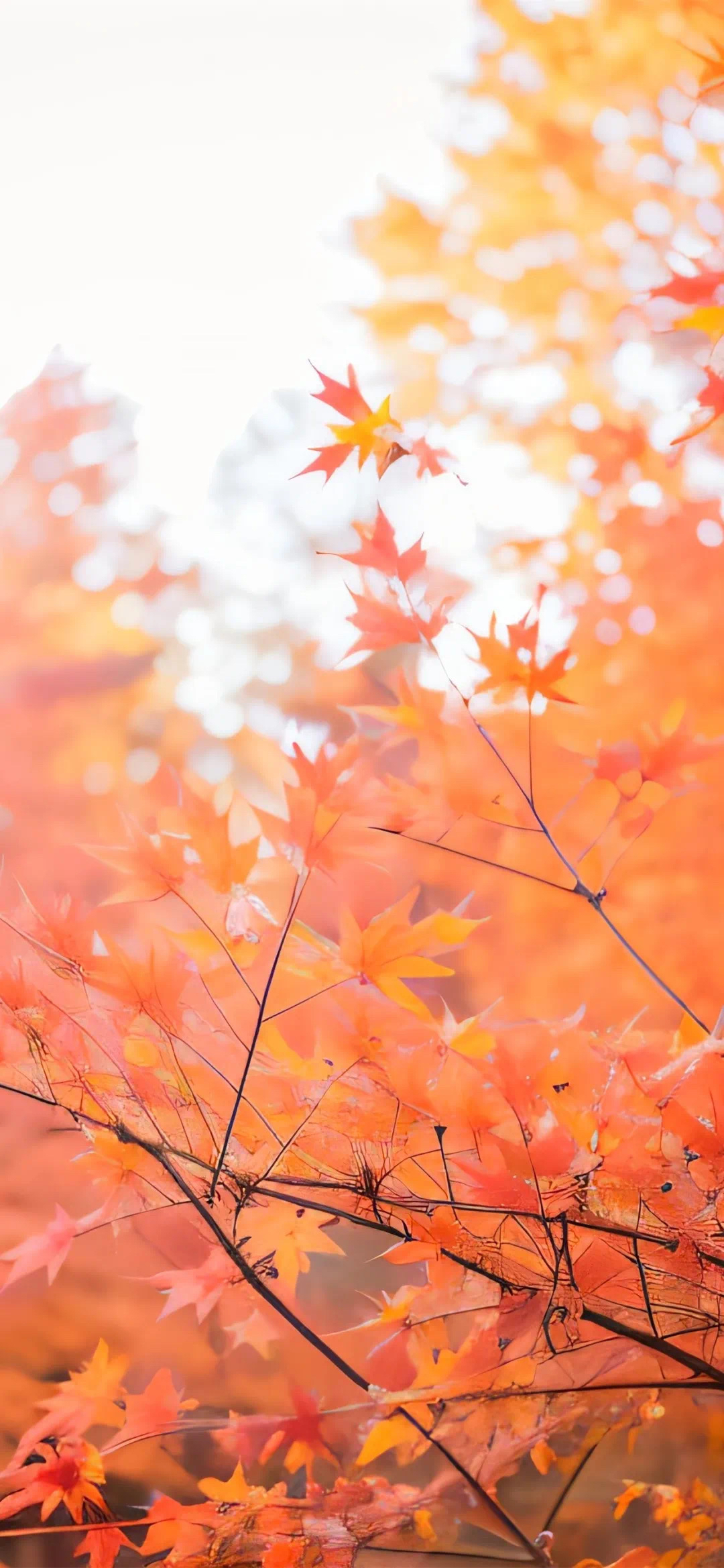 枫叶高清手机壁纸