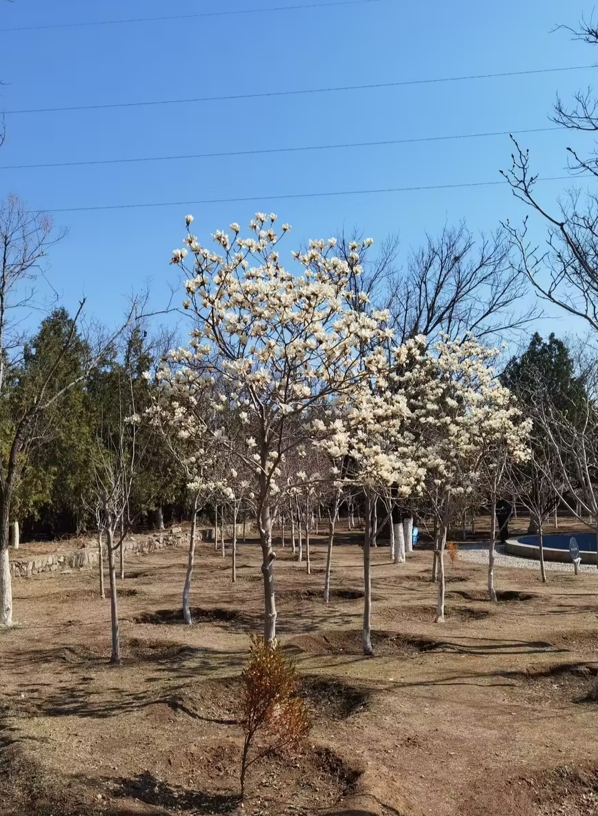 北京昌平南口公园不仅历史悠久还是遗址之地