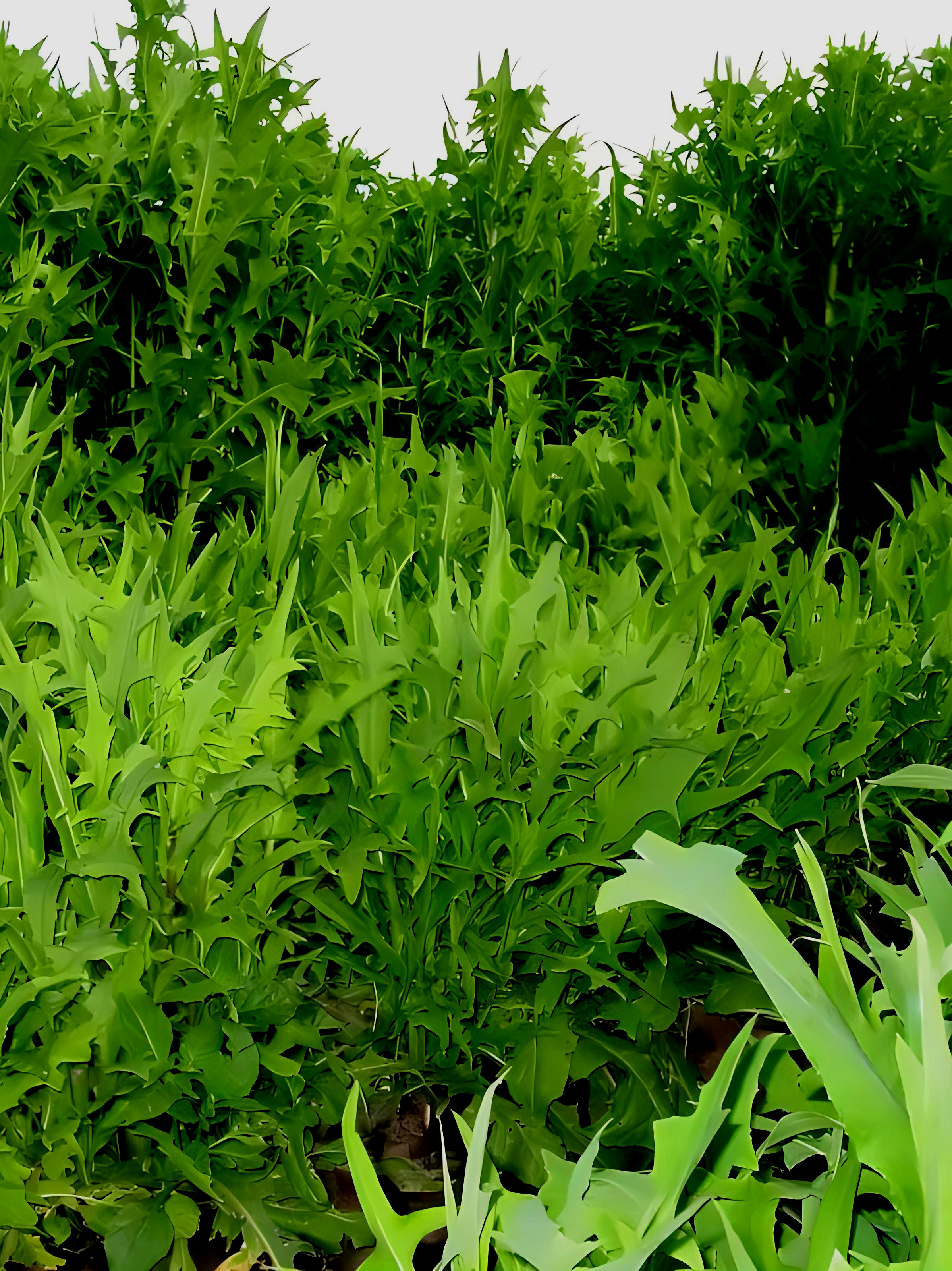 岸边野草野花《苦荬菜》