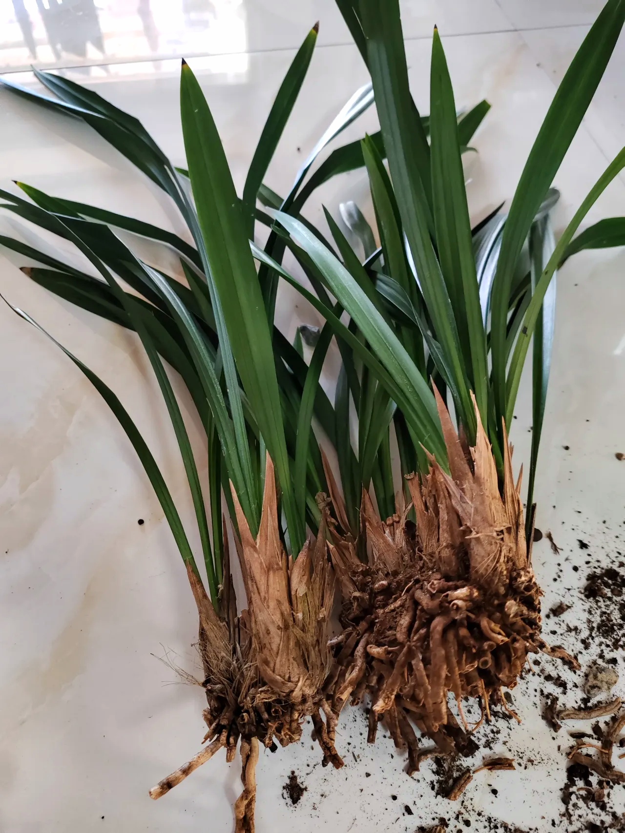 本想死马当活马医,把两盆逐渐稀少的兰花合成一盆,结果打开是这样的