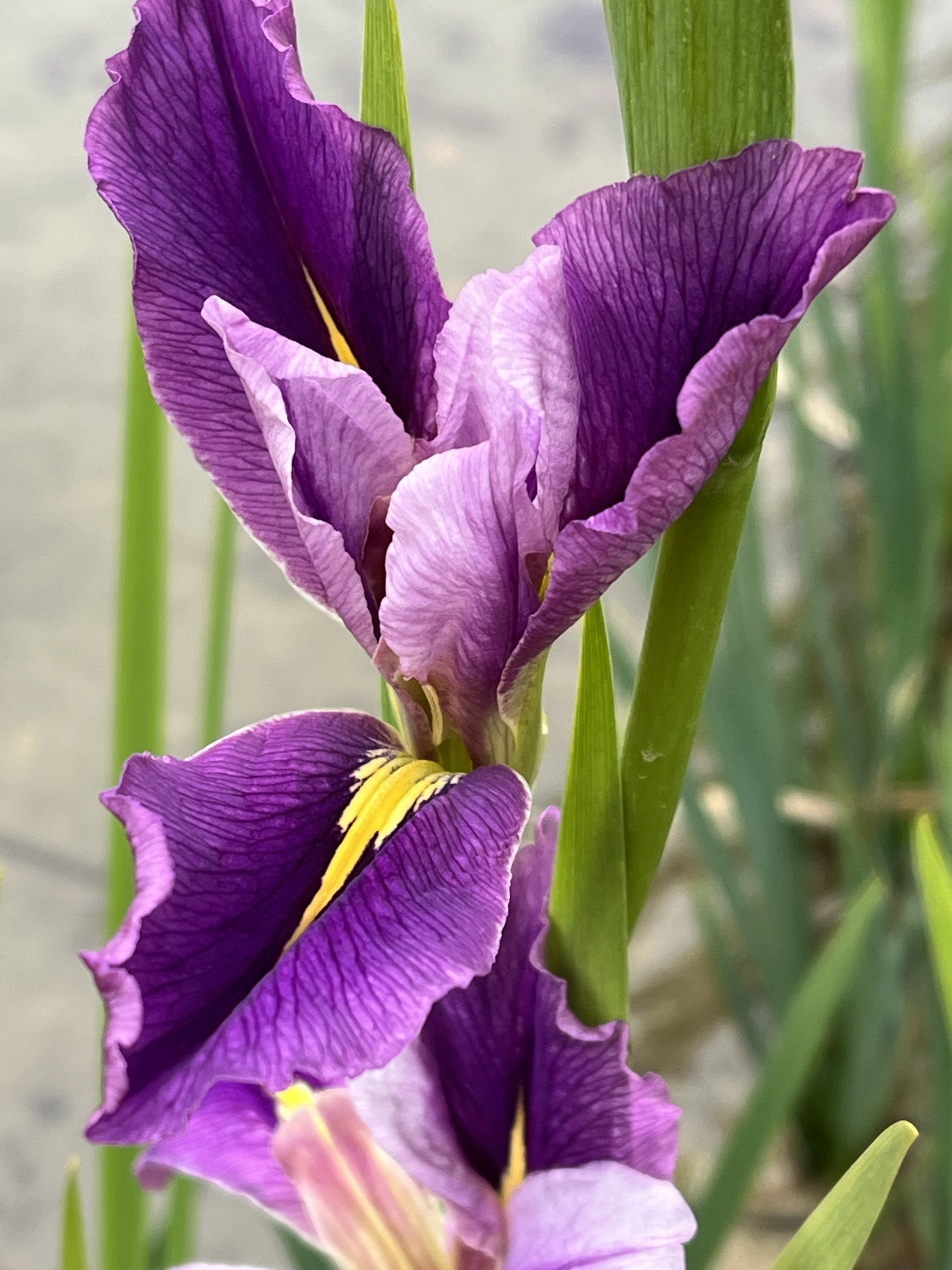 鸢尾草菖蒲图片