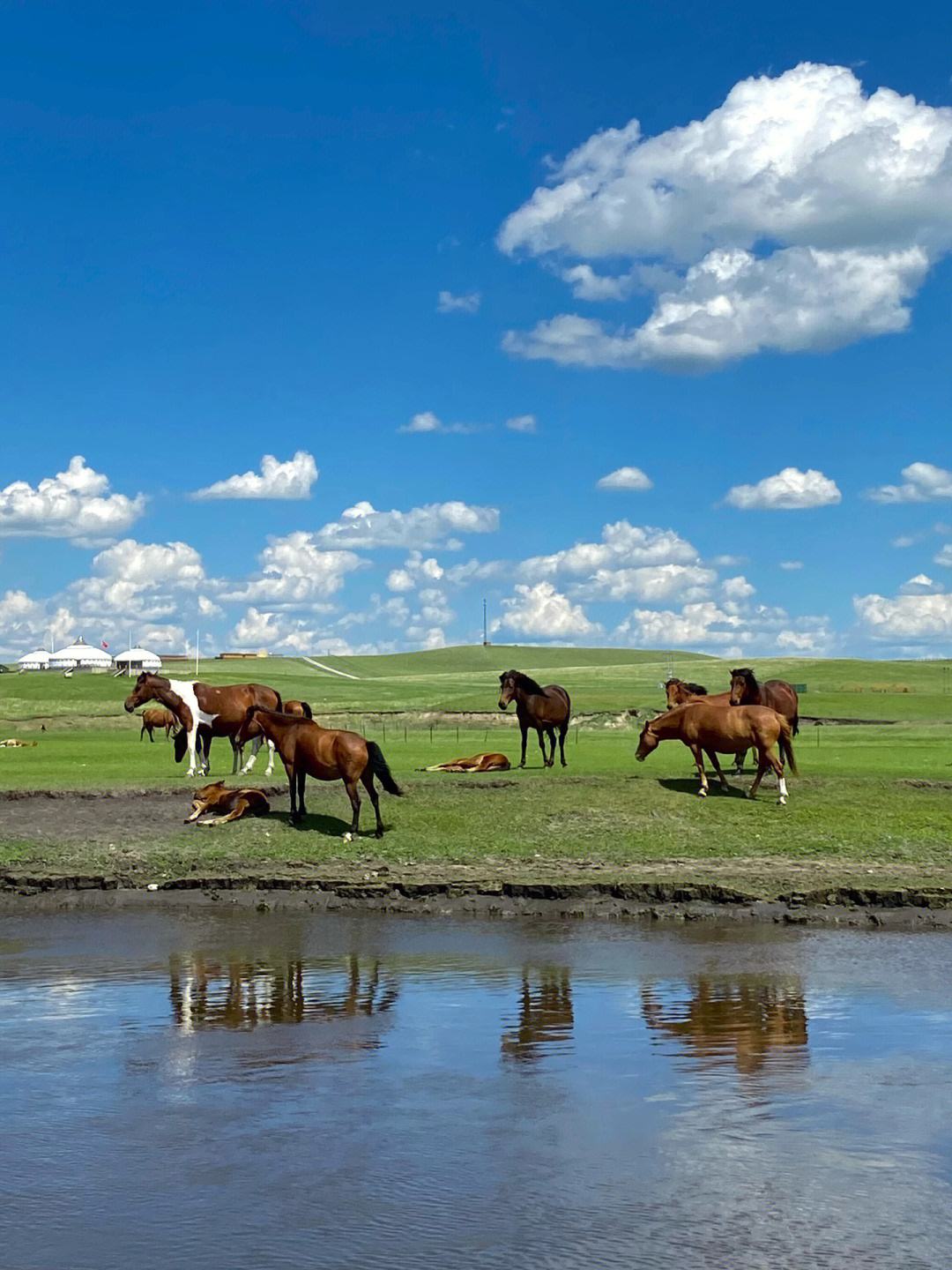 呼伦贝尔大草原几月份去最美?带你领略四季之美!