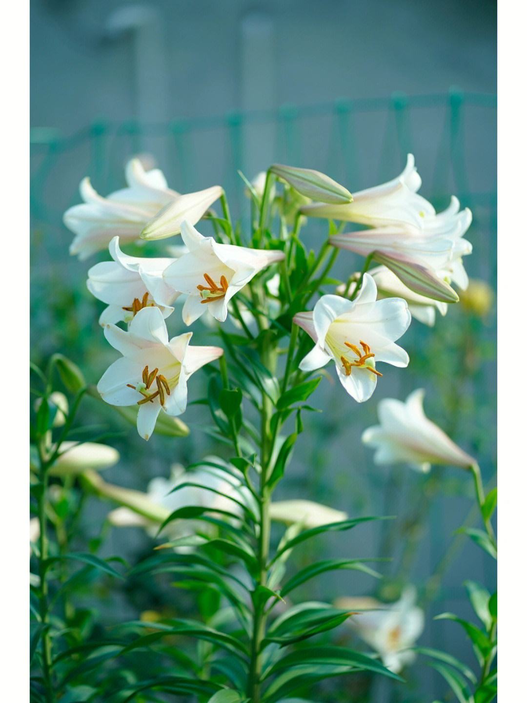 百合的多重功效与食用方法探析