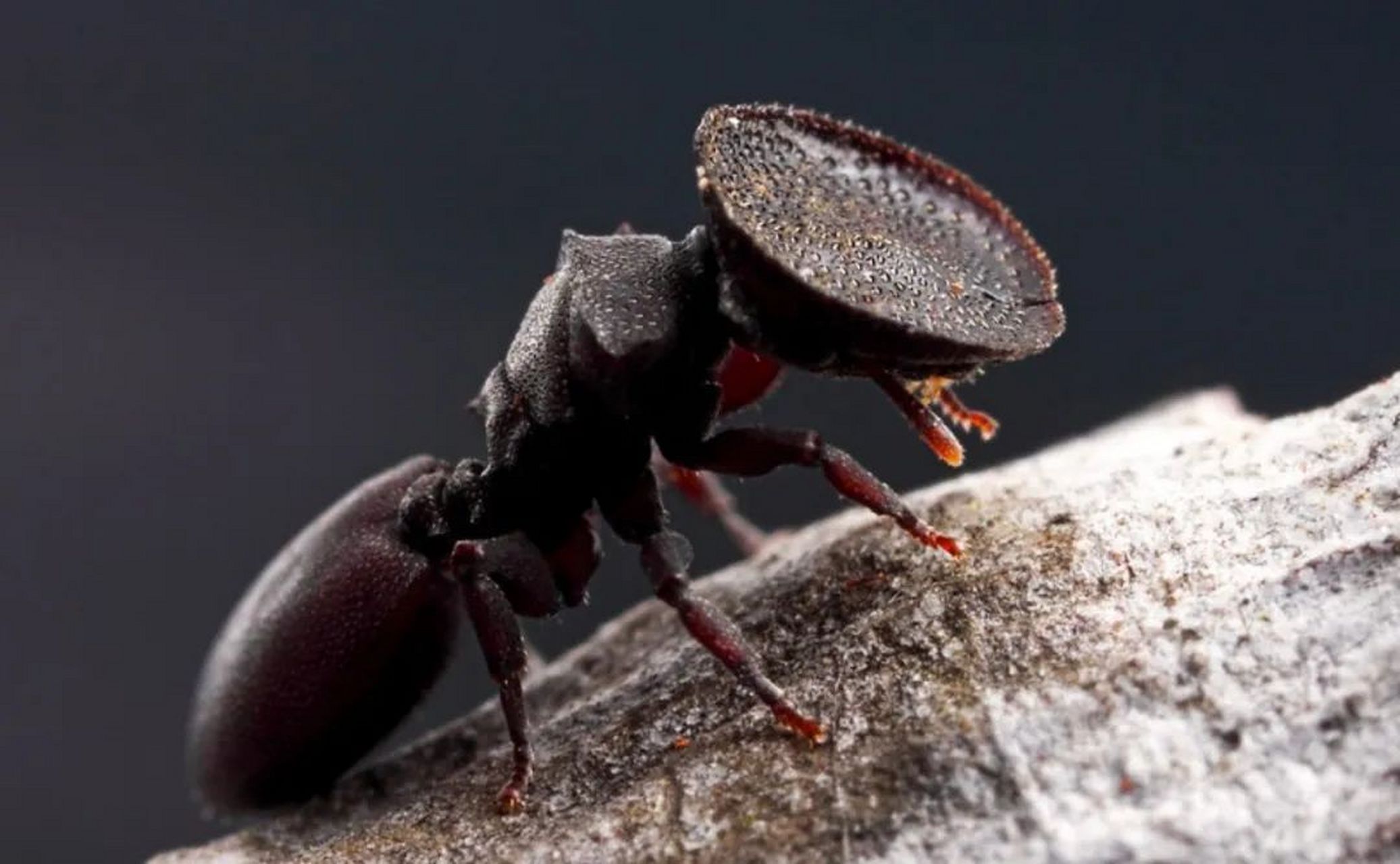 龟蚁是一种生活在美洲和南美洲热带雨林树上的神奇动物,它们头顶锅盖