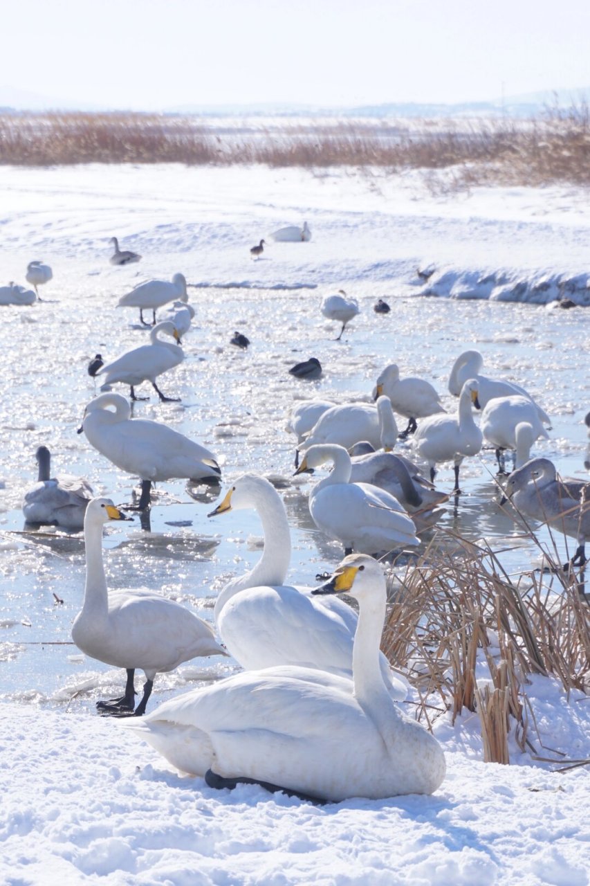 威海天鹅湖  威海天鹅湖是一个非常美丽的地方,位于荣成市成山镇,东南