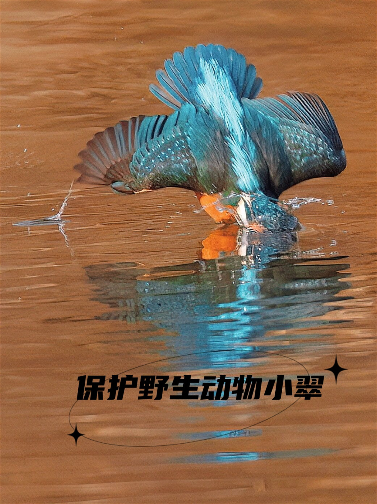 野生动物保护动物图片珍惜的美丽动物保护濒危动物图片保护动物照片