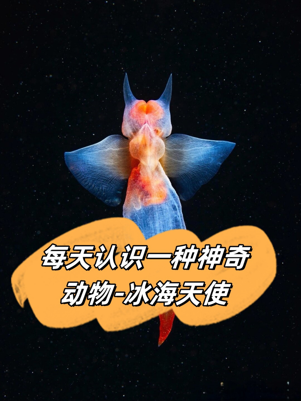 每天认识一种神奇动物-冰海天使  冰海天使,一个在冰冷海域中优雅漂浮