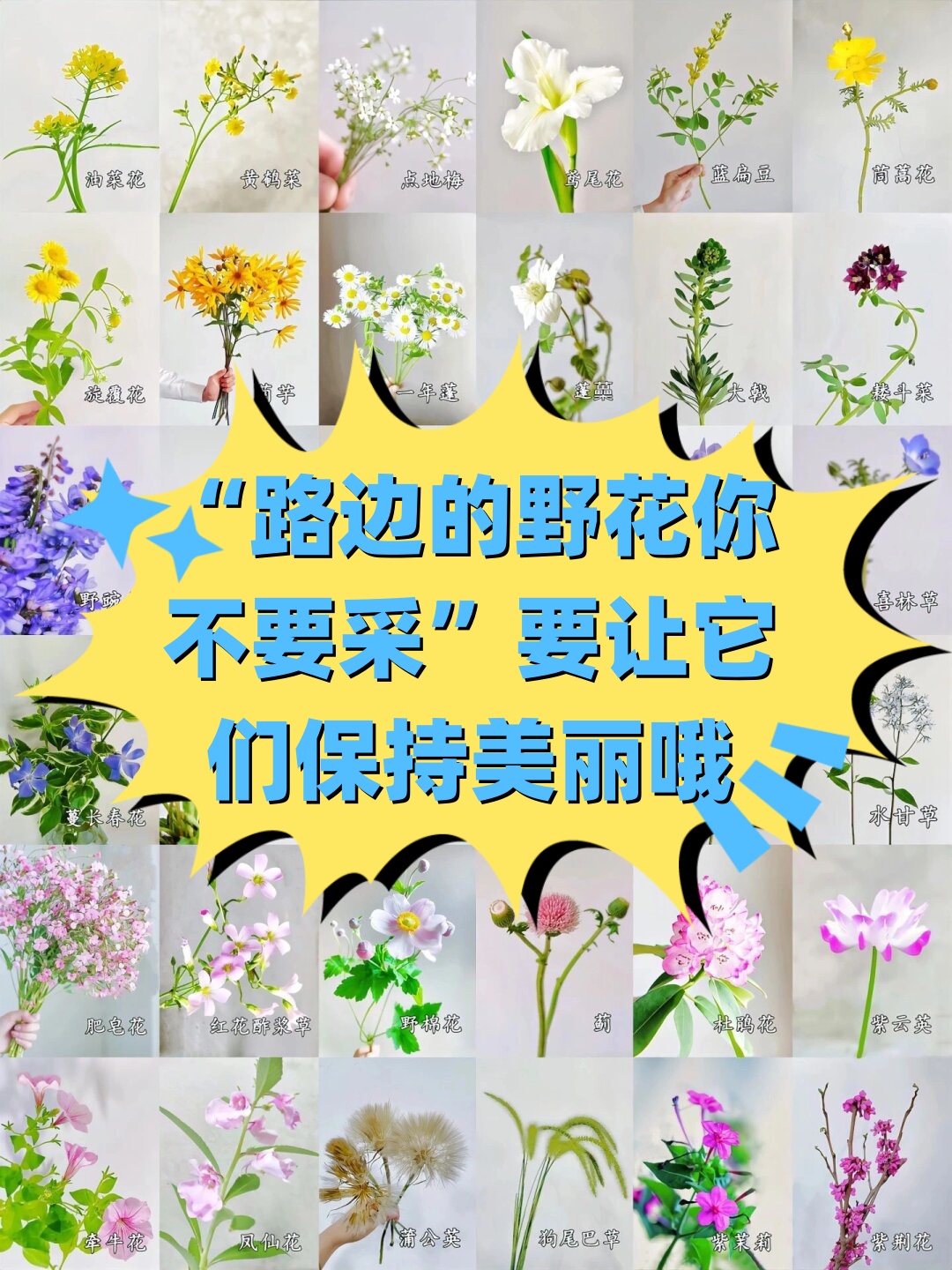 "路边的野花你不要采"要让它们保持美丽哦  在我们日常的匆匆忙忙中
