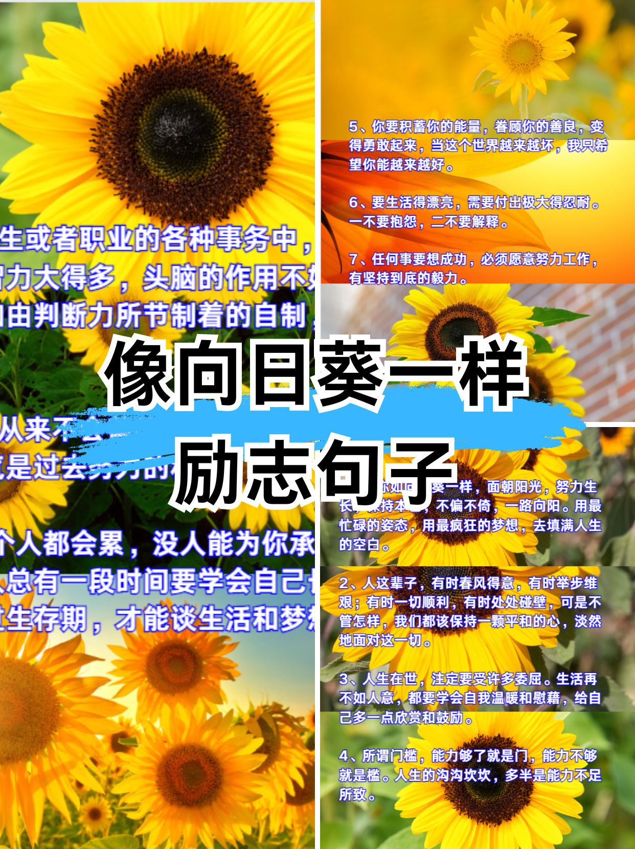 1,愿你如向日葵一样,面朝阳光,努力生长,保持