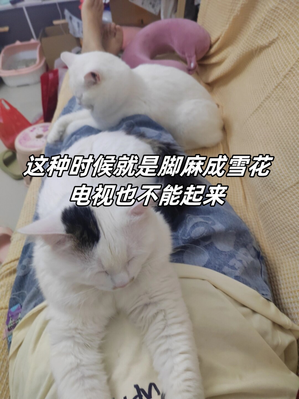 这种时候就是脚麻成雪花电视也不能起来  即使在这种情况下,腿部麻木