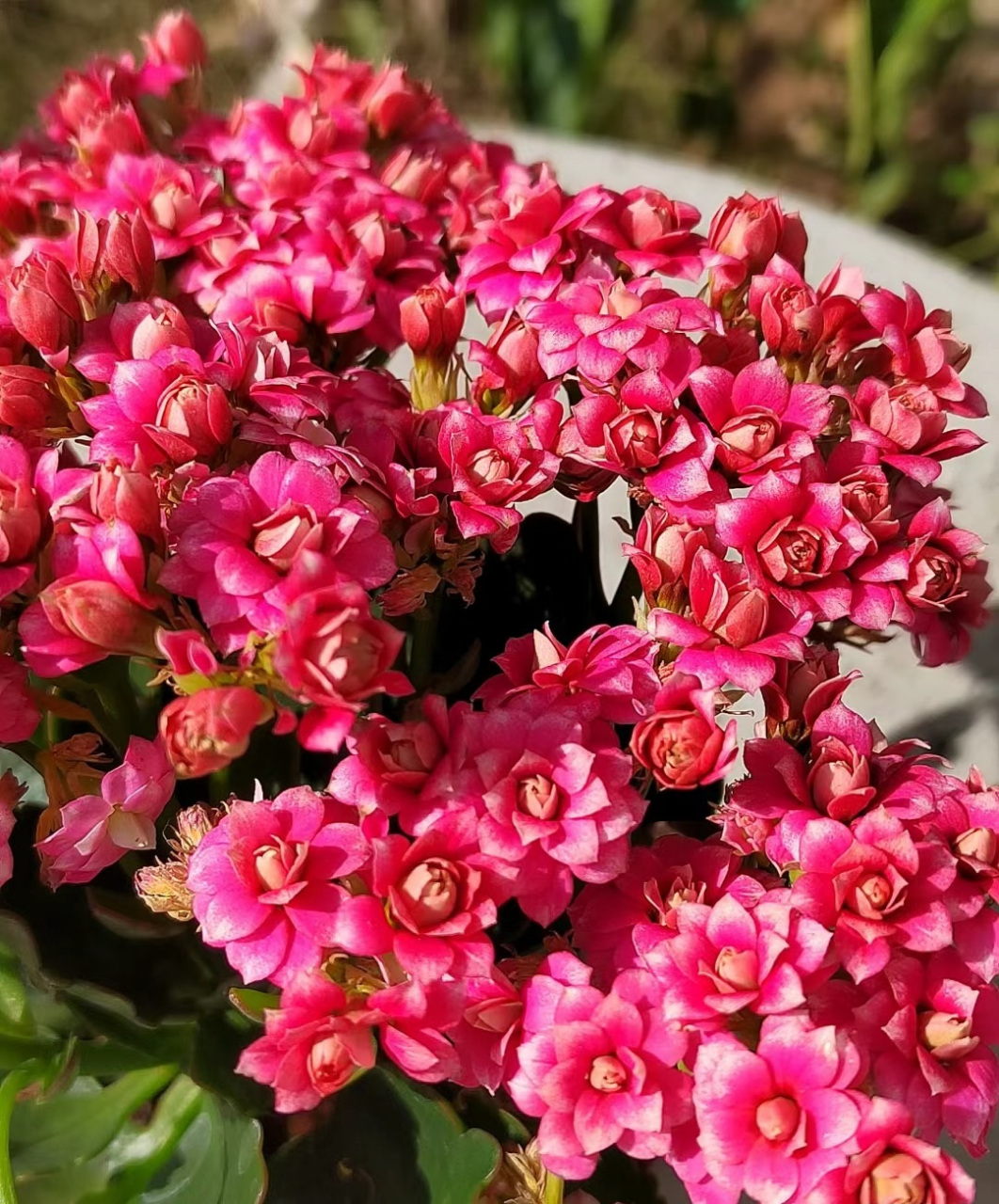 晴雯芙蓉花神图片