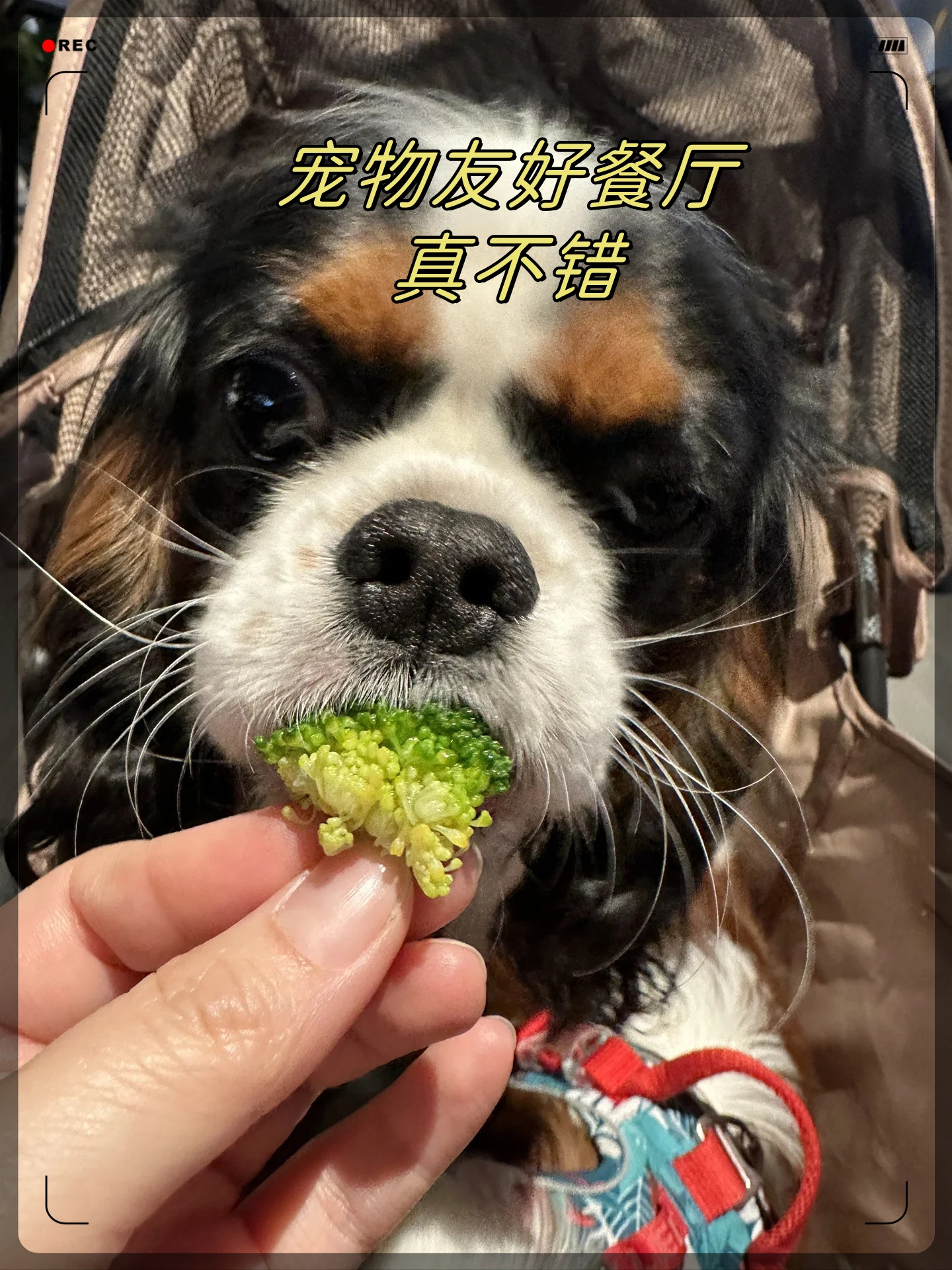 错  我们吃肉你吃菜自己吃吃喂喂小狗还能看到各种小狗狗们太棒啦