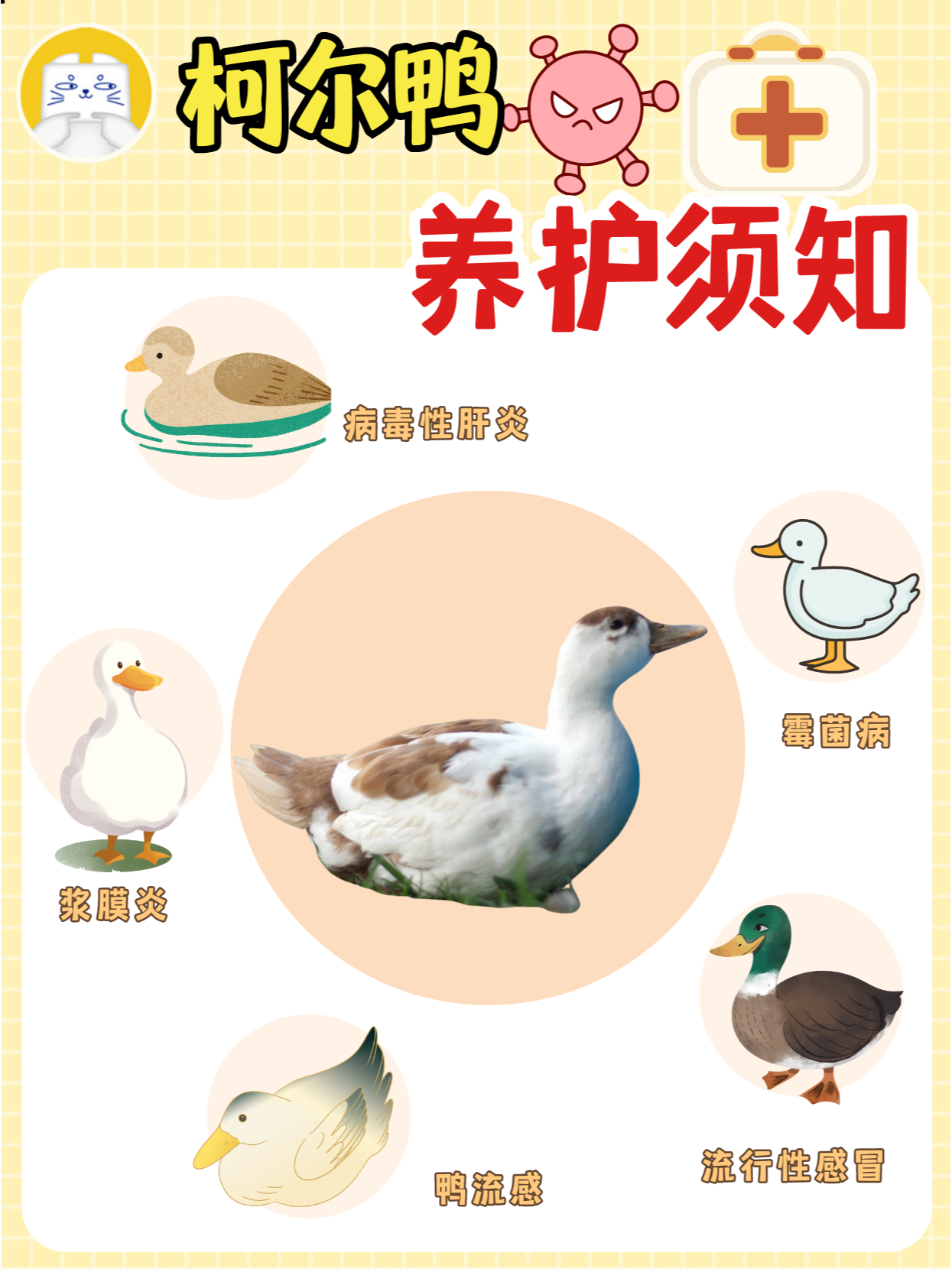 你知道吗?柯尔鸭常见病可不止流感一种,有些疾病甚至可能危及生命.