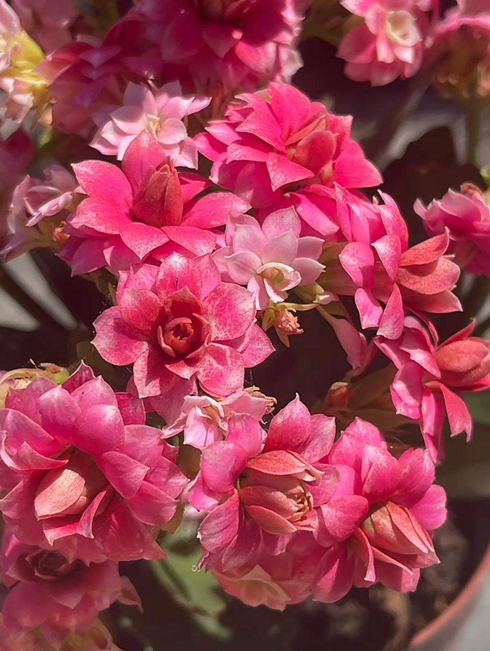 晴雯芙蓉花神图片