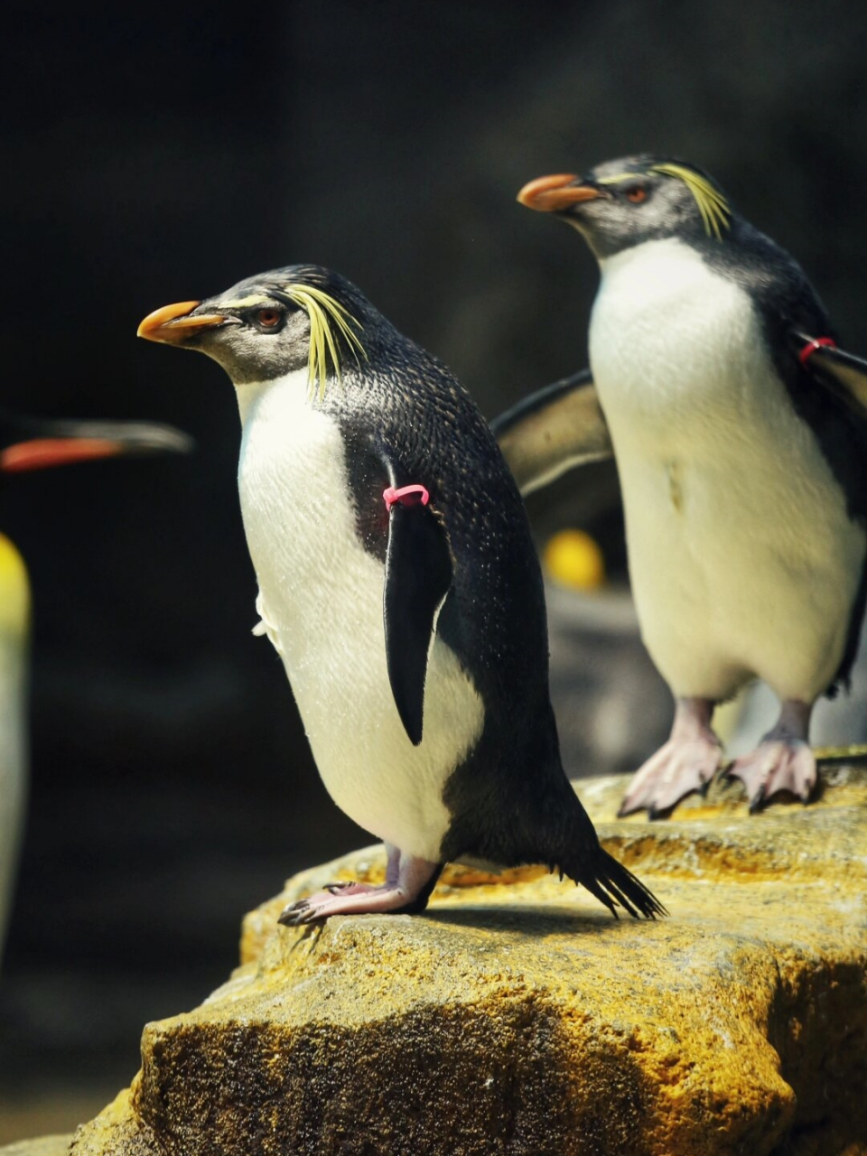 企鹅水族馆  长崎企鹅水族馆,作为日本国内规模首屈一指的企鹅保育与