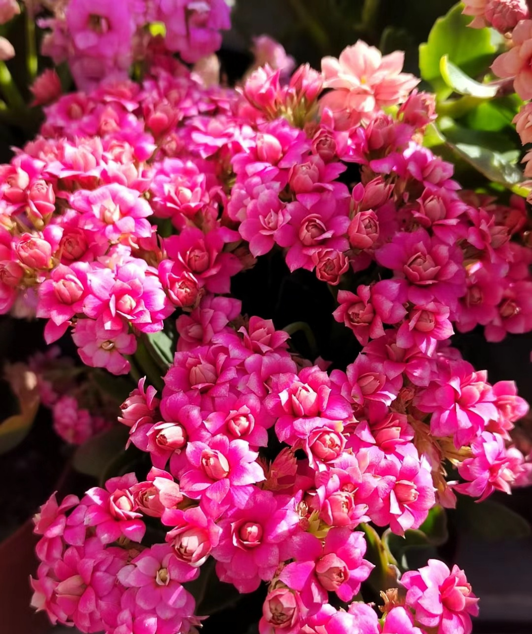 晴雯芙蓉花神图片