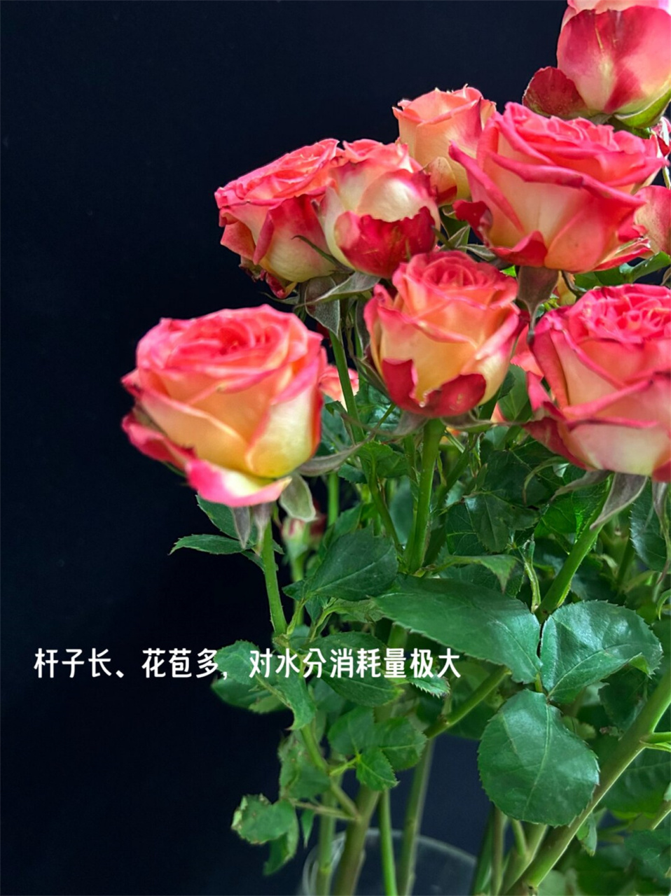 "h"小姐的花爱丽丝  爱丽丝花,学名鸢尾花,是一种属于鸢尾科的草本