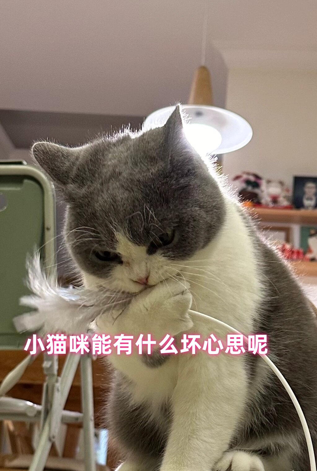 小猫咪能有什么坏心思呢
