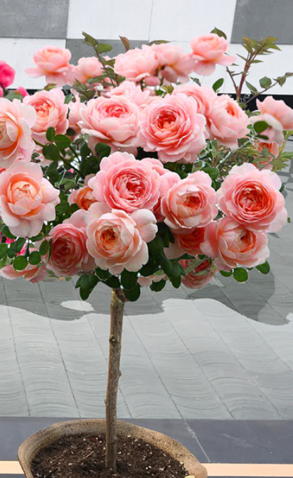 这是一款集齐"花大,浓香,喜庆,颜值高"在一身的月季