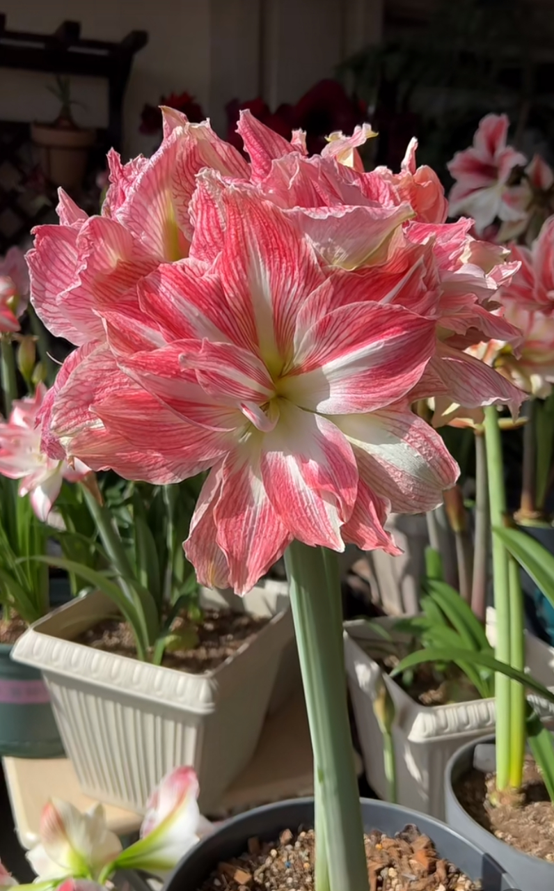 美丽仙女朱顶红,高颜值开花勤,花园园林造景盆栽都适用.