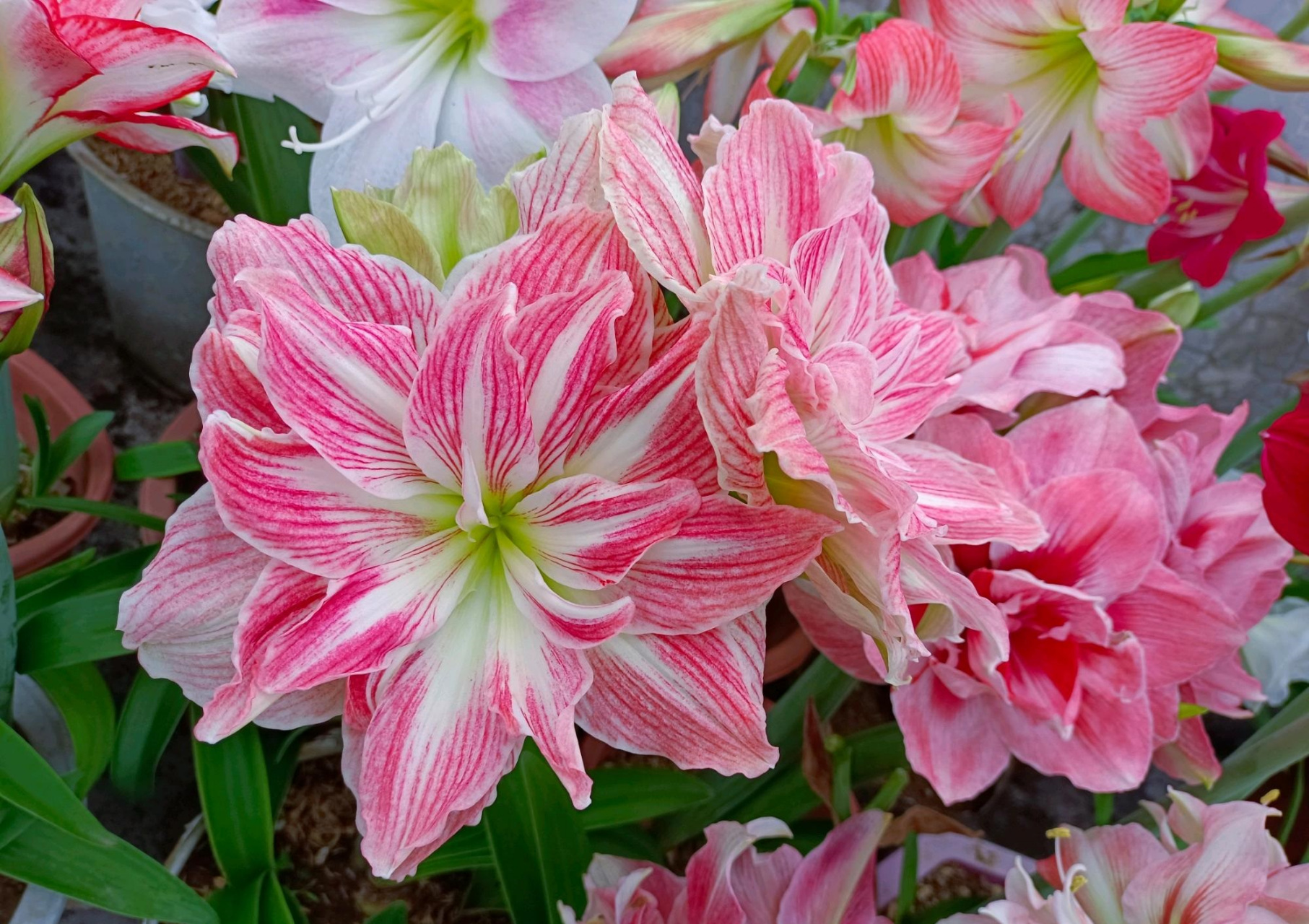 美丽仙女朱顶红,高颜值开花勤,花园园林造景盆栽都适用.