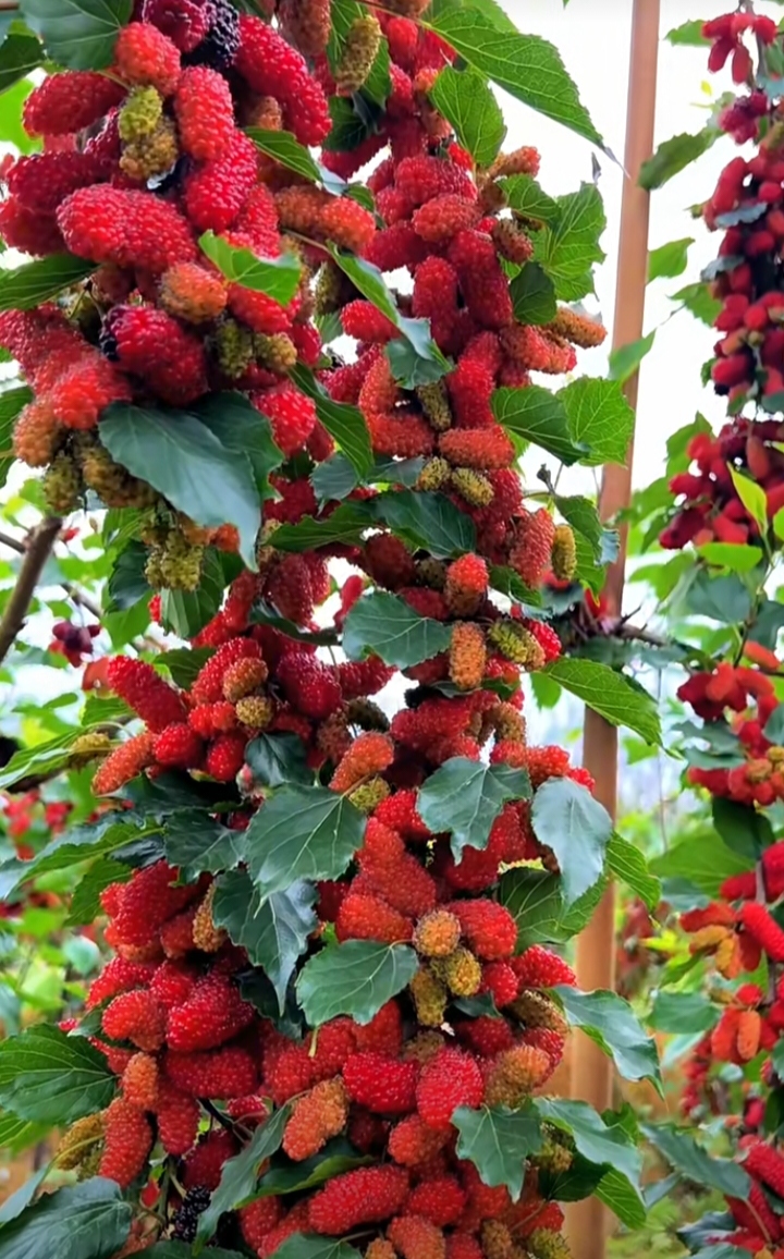 幸福的水果家园