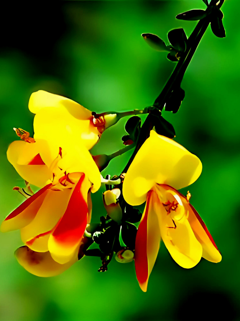 盆景观赏植物《金雀花》         金雀花是一种别具一格的盆景植物,以