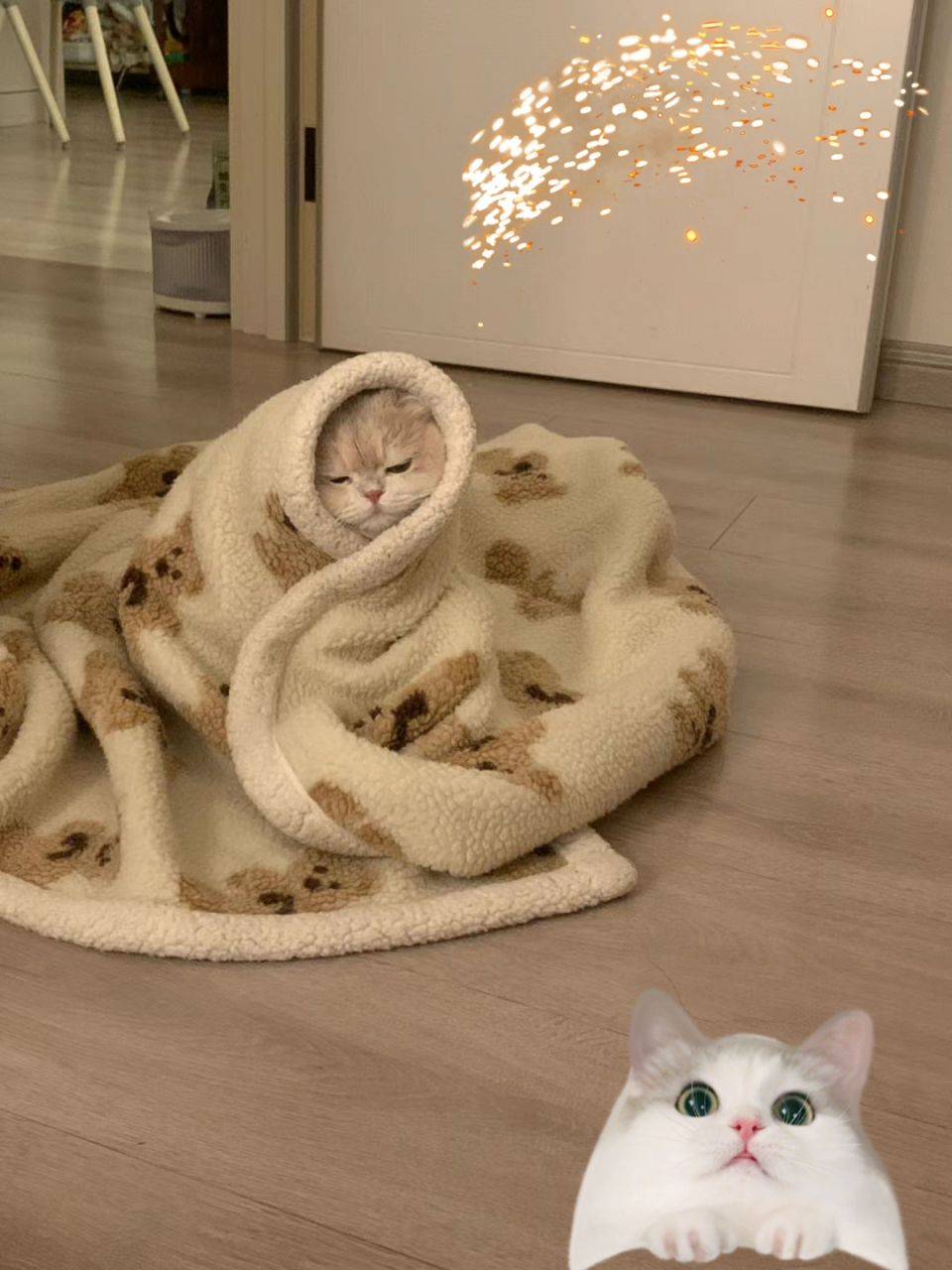 可爱的猫咪呀 可爱的猫咪呀,裹着小被子来找我睡觉了