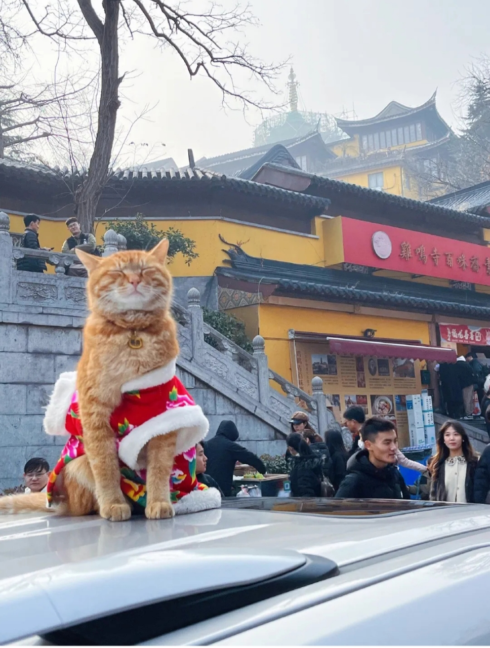 鸡鸣寺虔诚猫图片