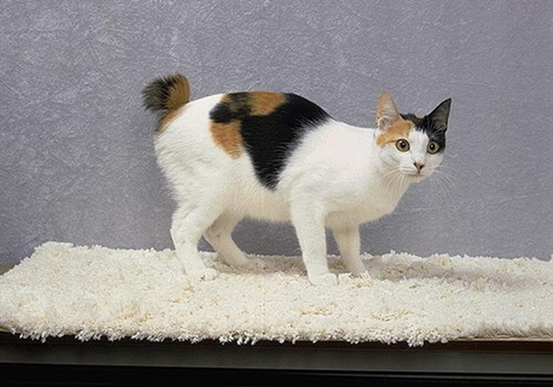你所不知道的情感陪伴动物:日本短尾猫 日本短尾猫是一种与大家相处